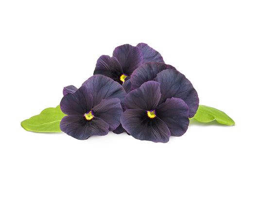 Click & Grow Black Pansy 3-pack