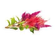 Click & Grow Cockscomb 3-pack