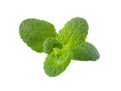 Click & Grow Apple Mint 3-pack